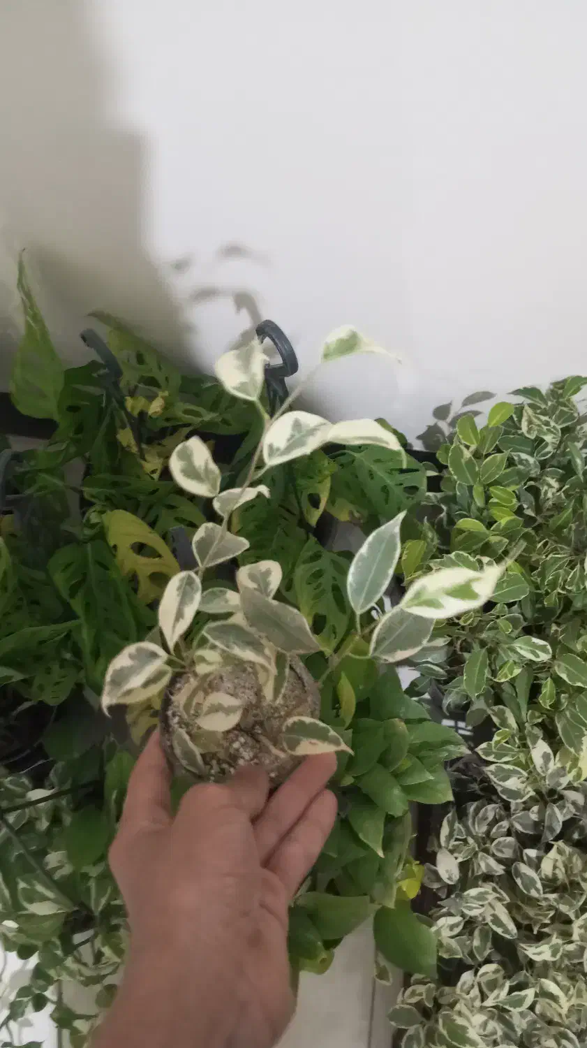 گل با قیمت عالی|گل و گیاه طبیعی|اصفهان, باتون|دیوار