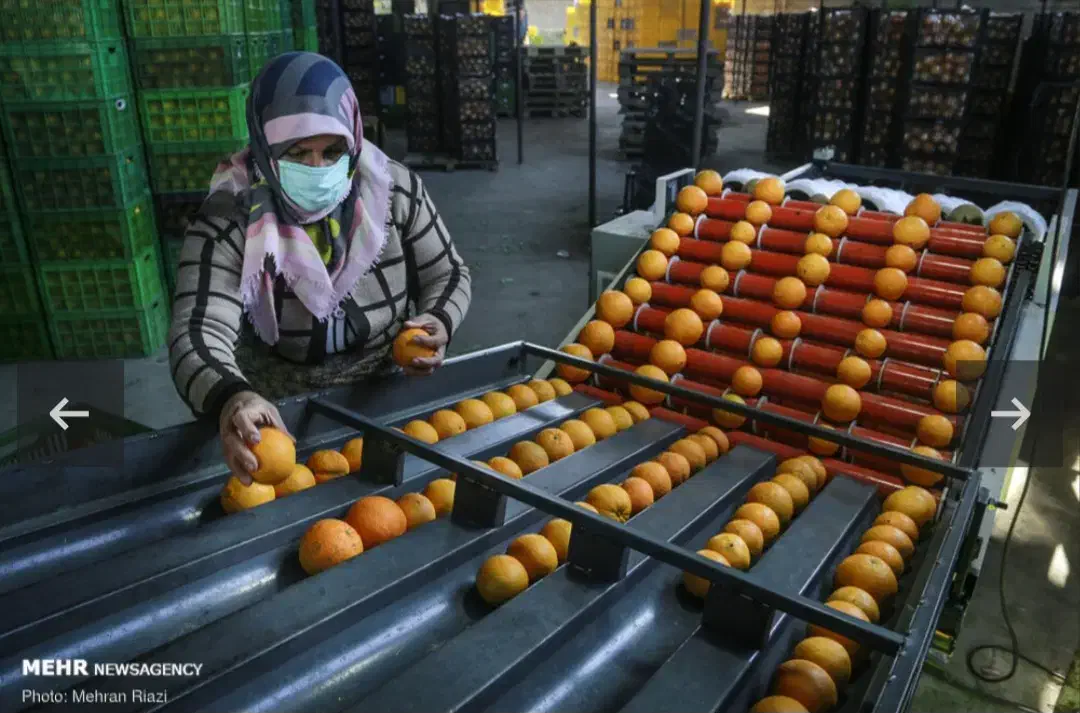 استخدام کارگر خانم در سورتینگ مرکبات با سرویس|استخدام صنعتی، فنی، مهندسی|ساری, |دیوار