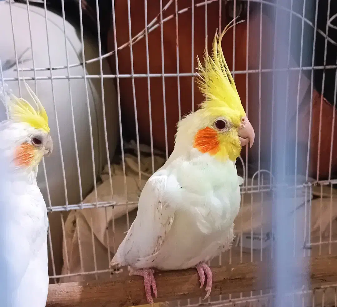 عروس هلندی نر و ماده|پرنده|اردبیل, |دیوار