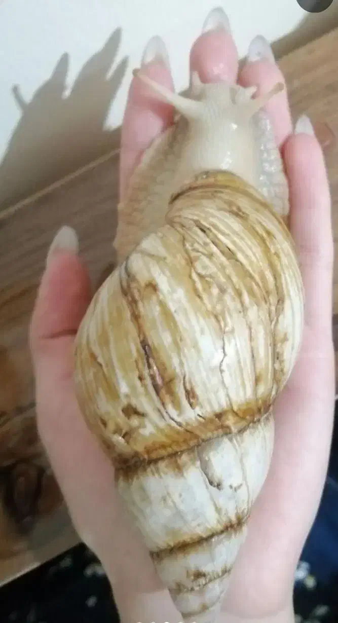 حلزون achatina|خزنده|اصفهان, بهارستان|دیوار