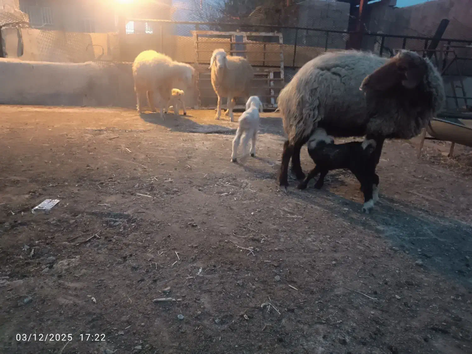 میش بره دار و آبستن گلون گرم|حیوانات مزرعه|شیراز, شهرک والفجر|دیوار