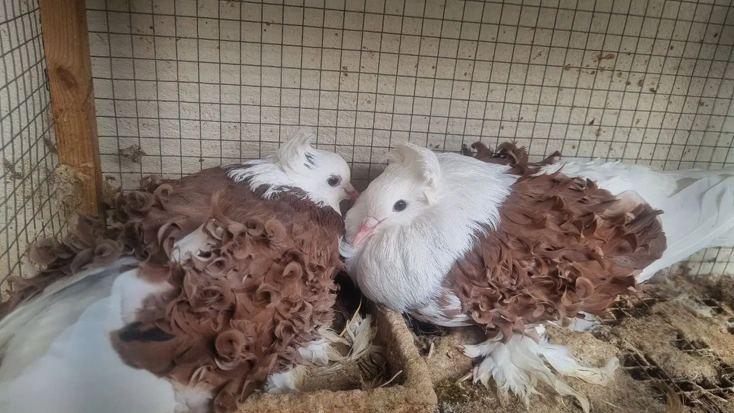 کبوتر جکسون|پرنده|ساری, |دیوار