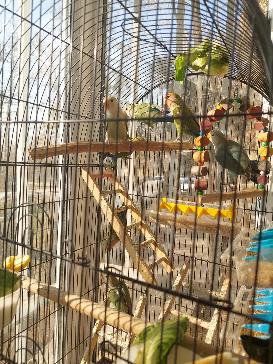 طوطی بریزیلی|پرنده|تهران, امام زاده عبدالله|دیوار