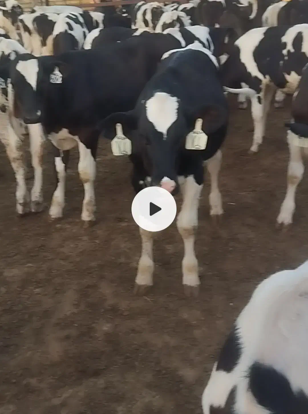 گوساله قطع شیر|حیوانات مزرعه|قم, قلعه عموحسین|دیوار