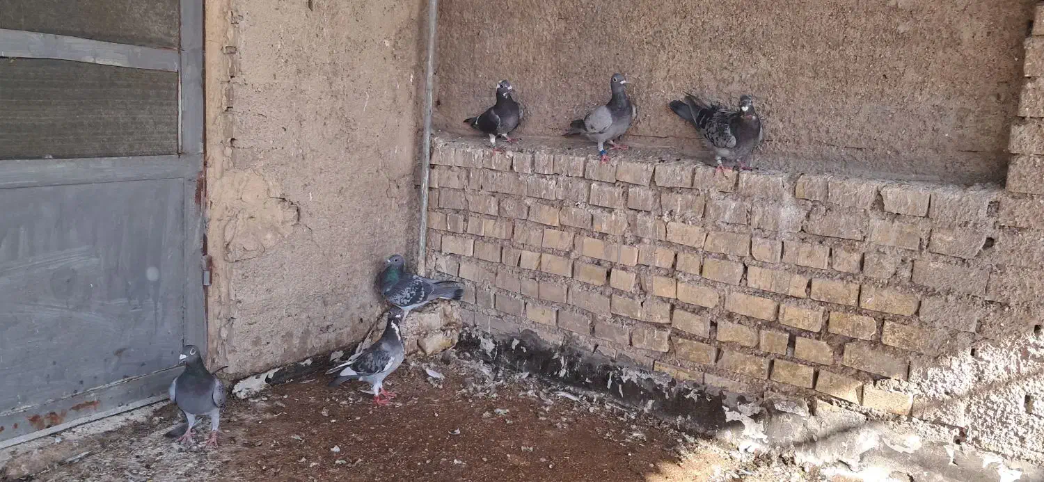 جوجه پلاکی|پرنده|خرمشهر, |دیوار