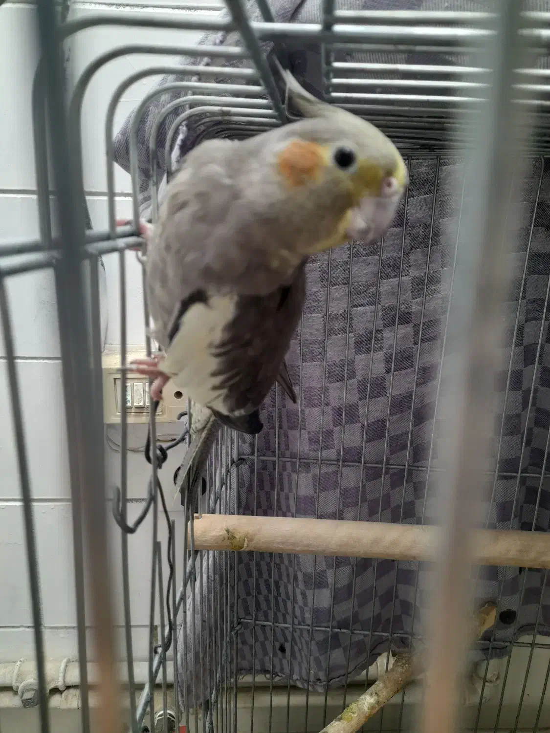 فروش یک جفت عروس هلندی|پرنده|کنگاور, |دیوار