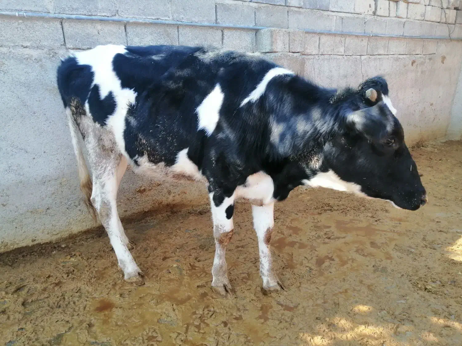 دو شنگد درجه1|حیوانات مزرعه|جره و بالاده, |دیوار