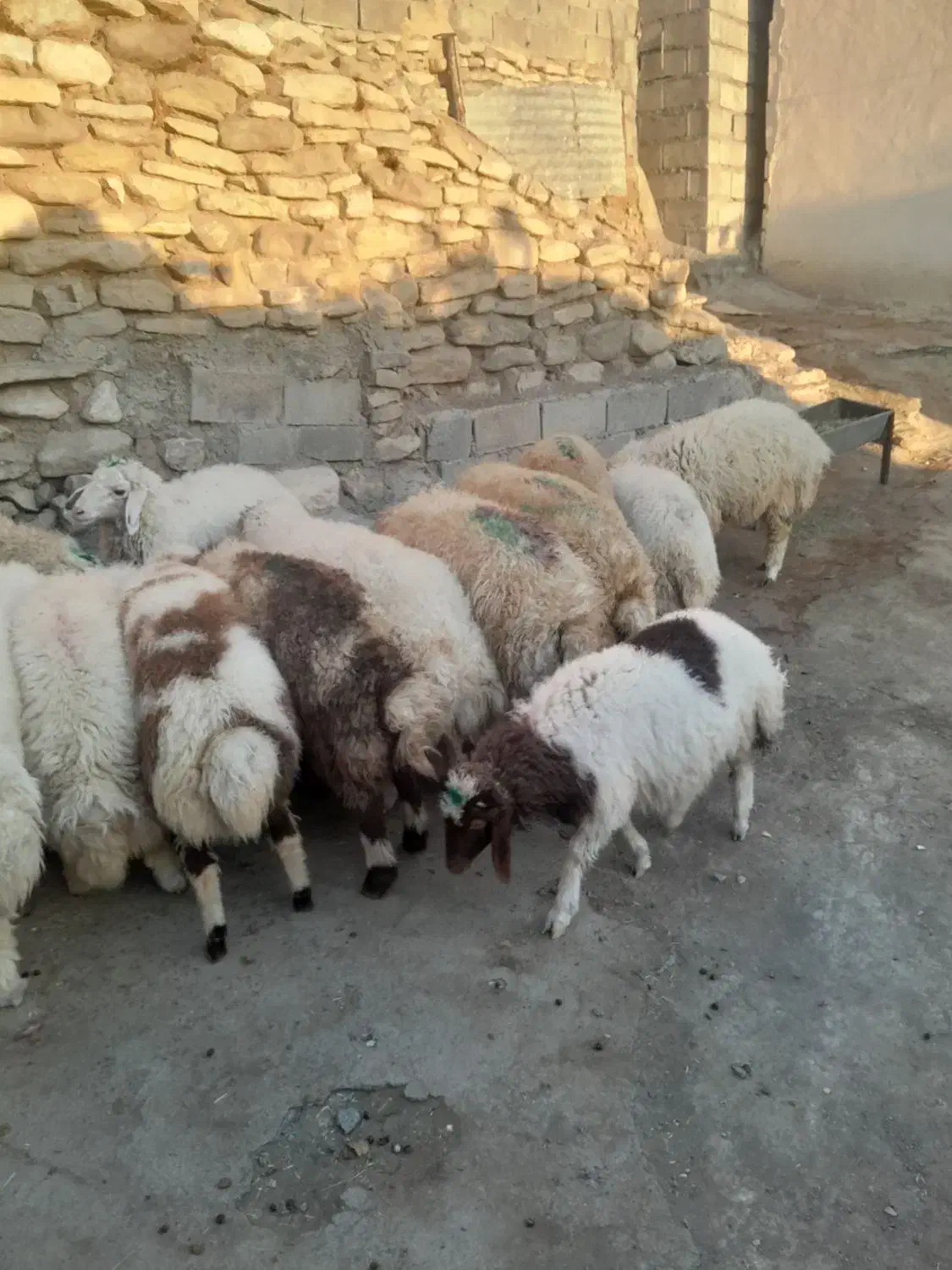 بره نر|حیوانات مزرعه|گهواره, |دیوار