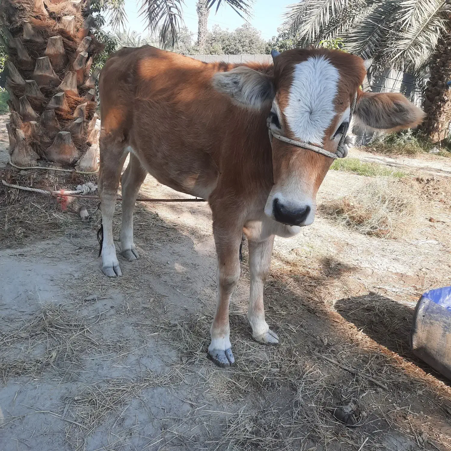 گاو جرسی دو رگه به همراه گوساله ماده|حیوانات مزرعه|میناب, |دیوار