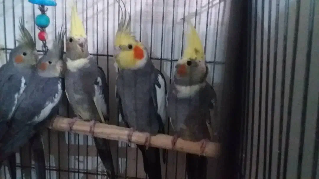 عروس هلندی|پرنده|قدس, شهر‌قدس|دیوار