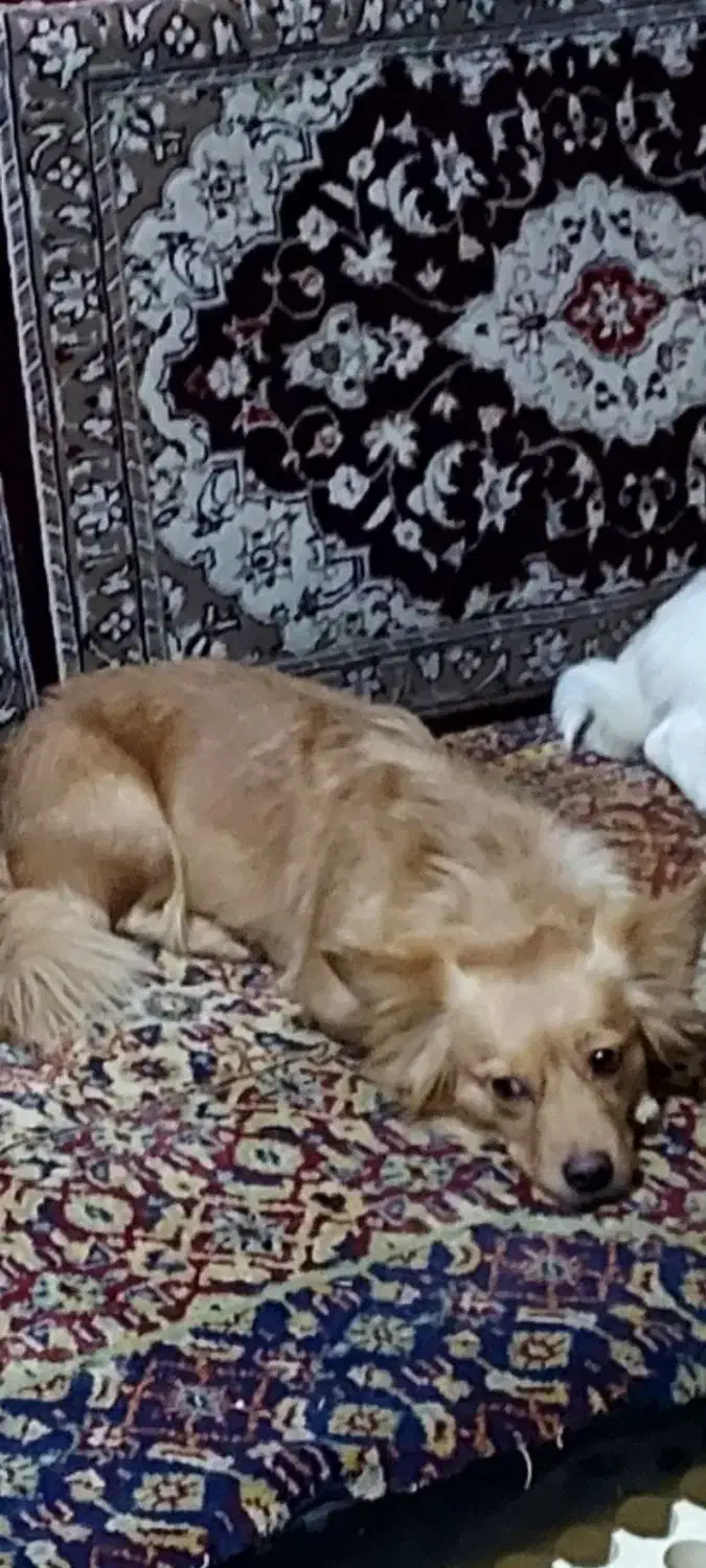 پامرروباهی باکلبه سگ|سگ|بندر امام خمینی, |دیوار