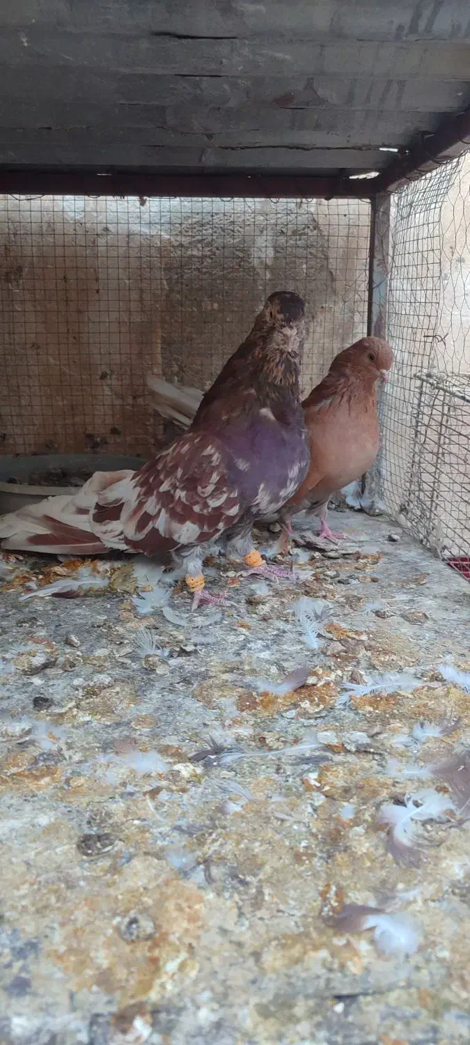 سرور بلند|پرنده|پیر بکران, |دیوار