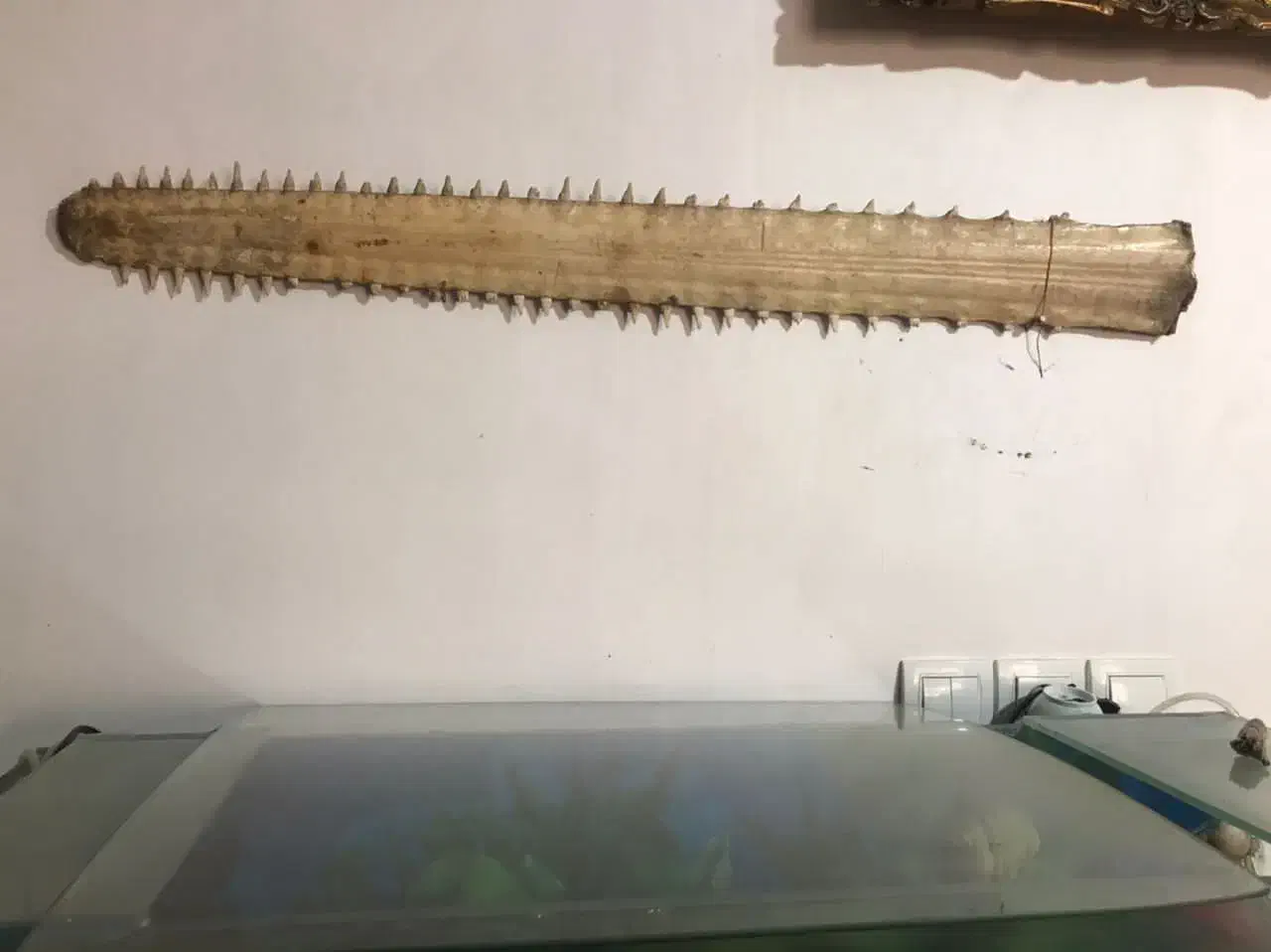 آرواره اره ماهی|ماهی|شاهینشهر, خانه کارگر|دیوار