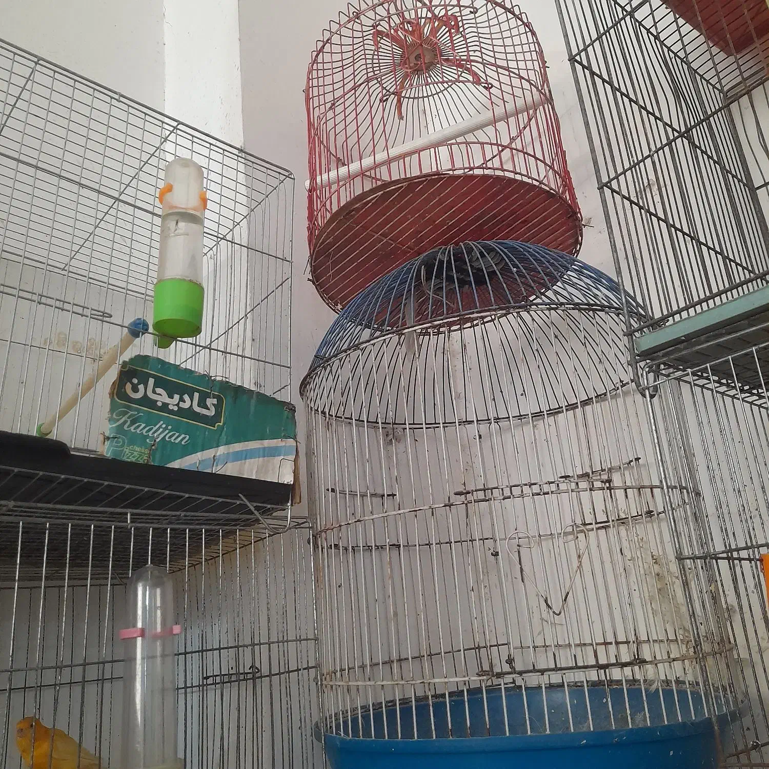 قفس  بزرگ وکوچک  در حد نوع|لوازم جانبی حیوانات|لنگرود, |دیوار