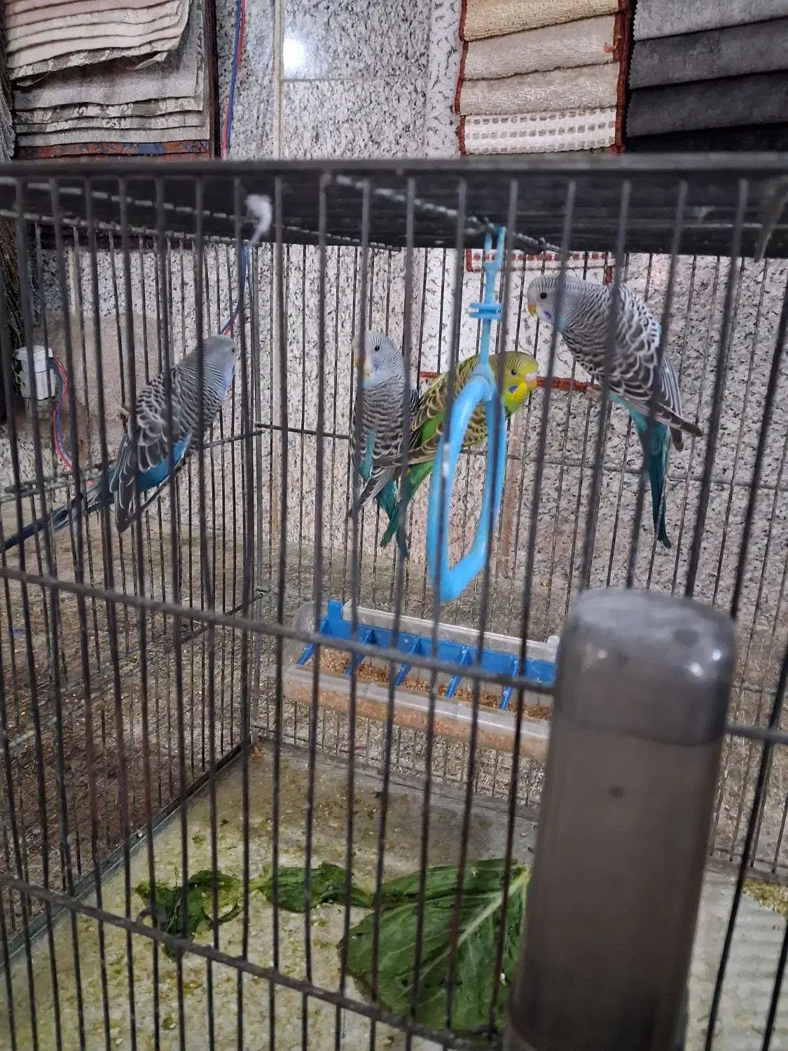 چند عدد جوجه مرغ عشق|پرنده|تهران, مجیدآباد|دیوار