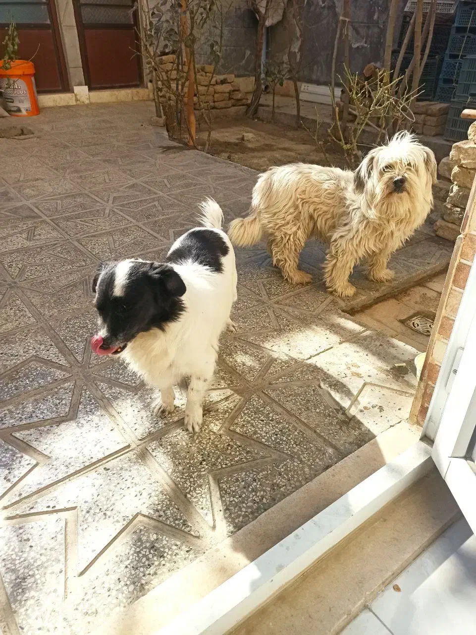 فروشی|سگ|شیروان (خراسان), |دیوار