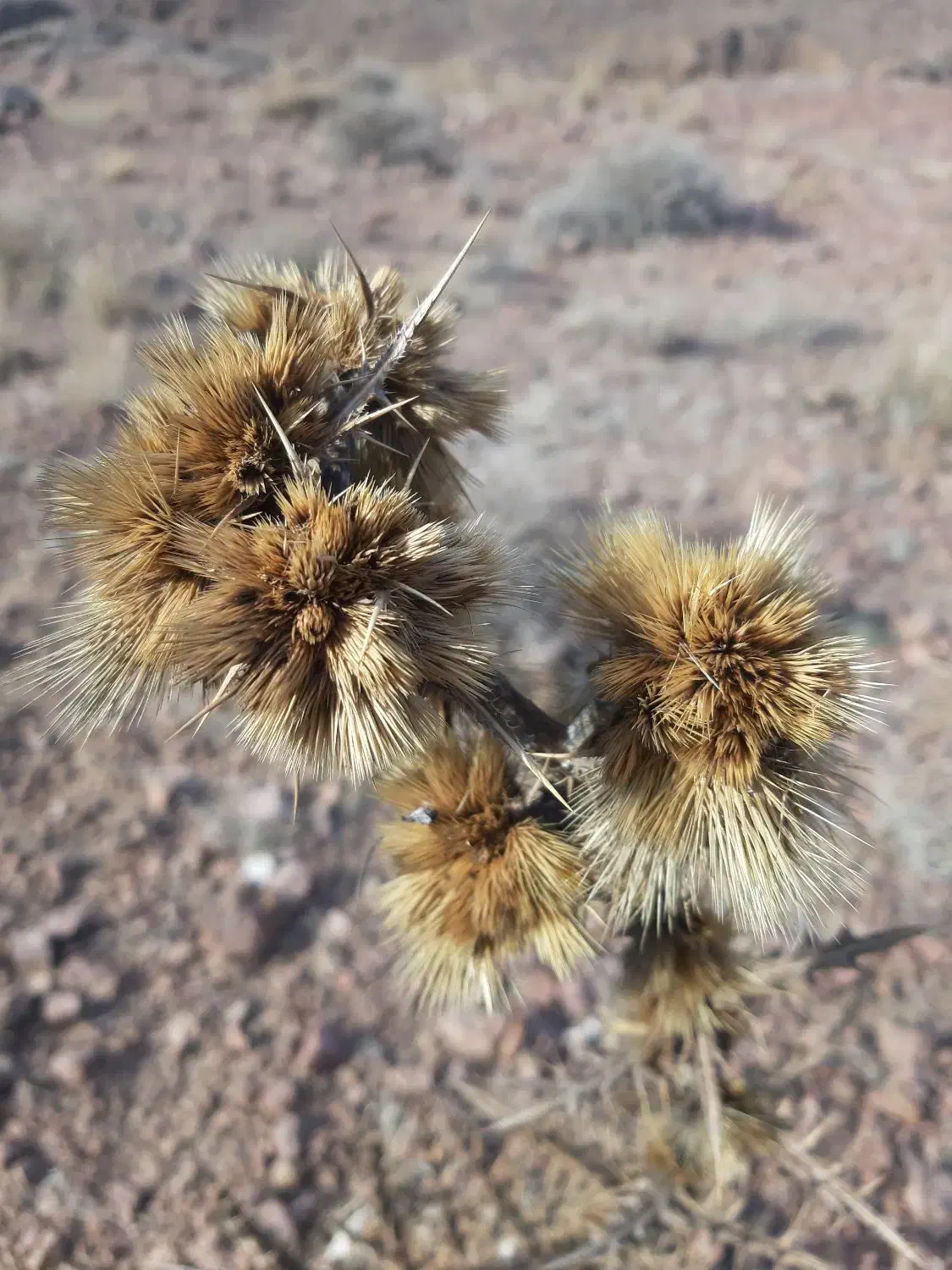 سهره|پرنده|فردیس, شهرک ارم|دیوار