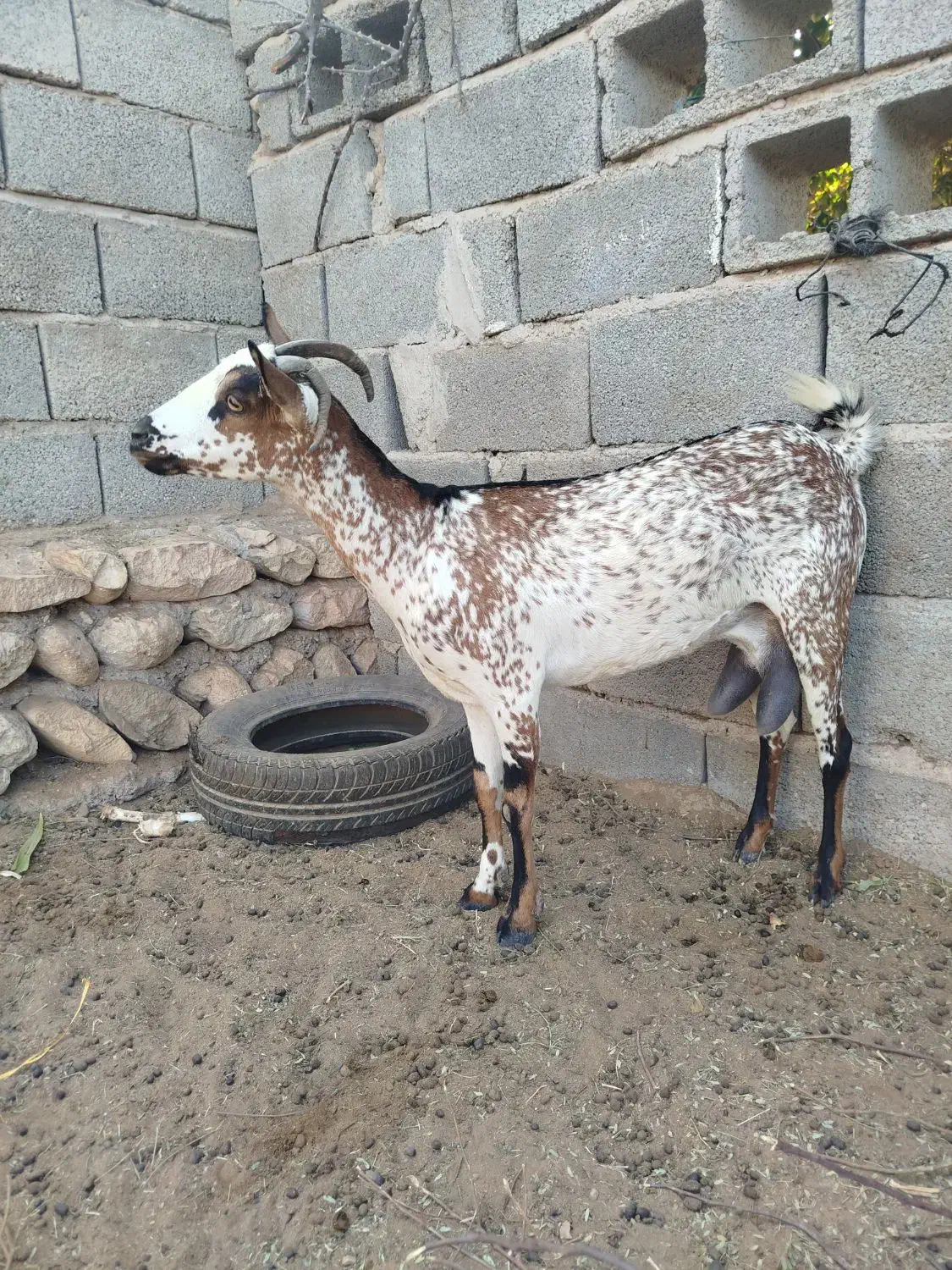 بزنقشی|حیوانات مزرعه|بندرعباس, |دیوار