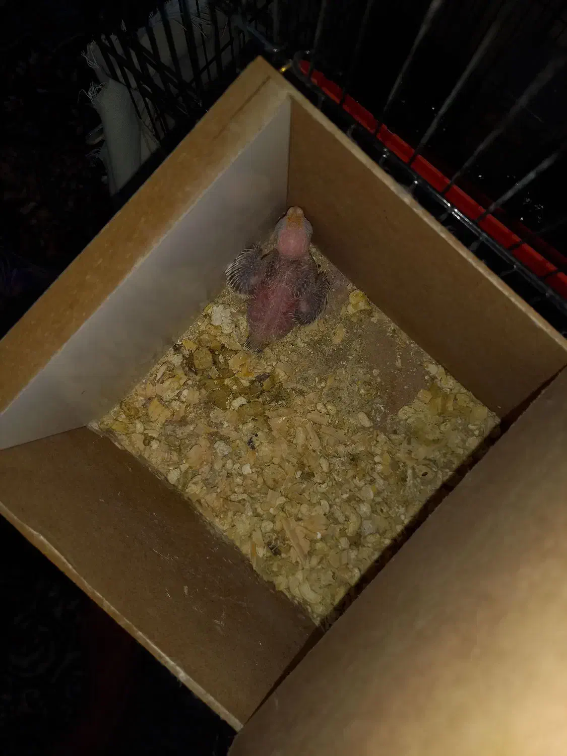 پرنده|پرنده|مشهد, شهید بصیر|دیوار