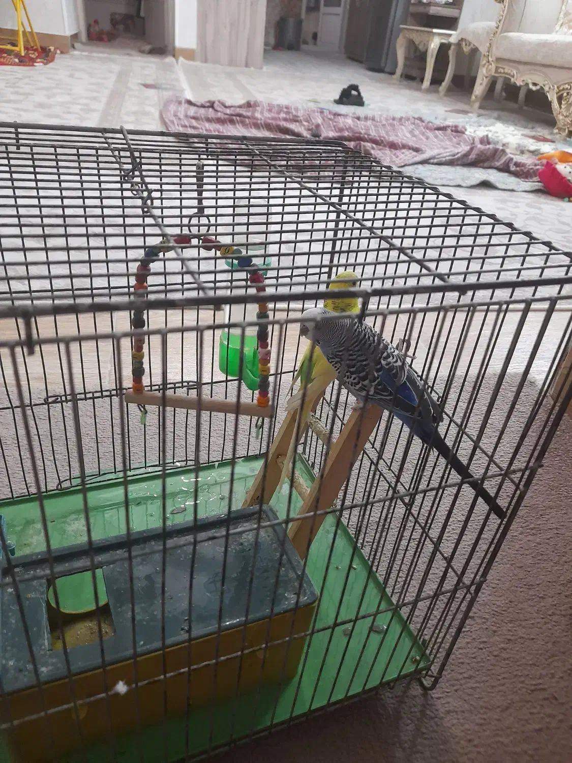 مرغ عشق|پرنده|اسلام‌شهر, شهرک قائمیه|دیوار