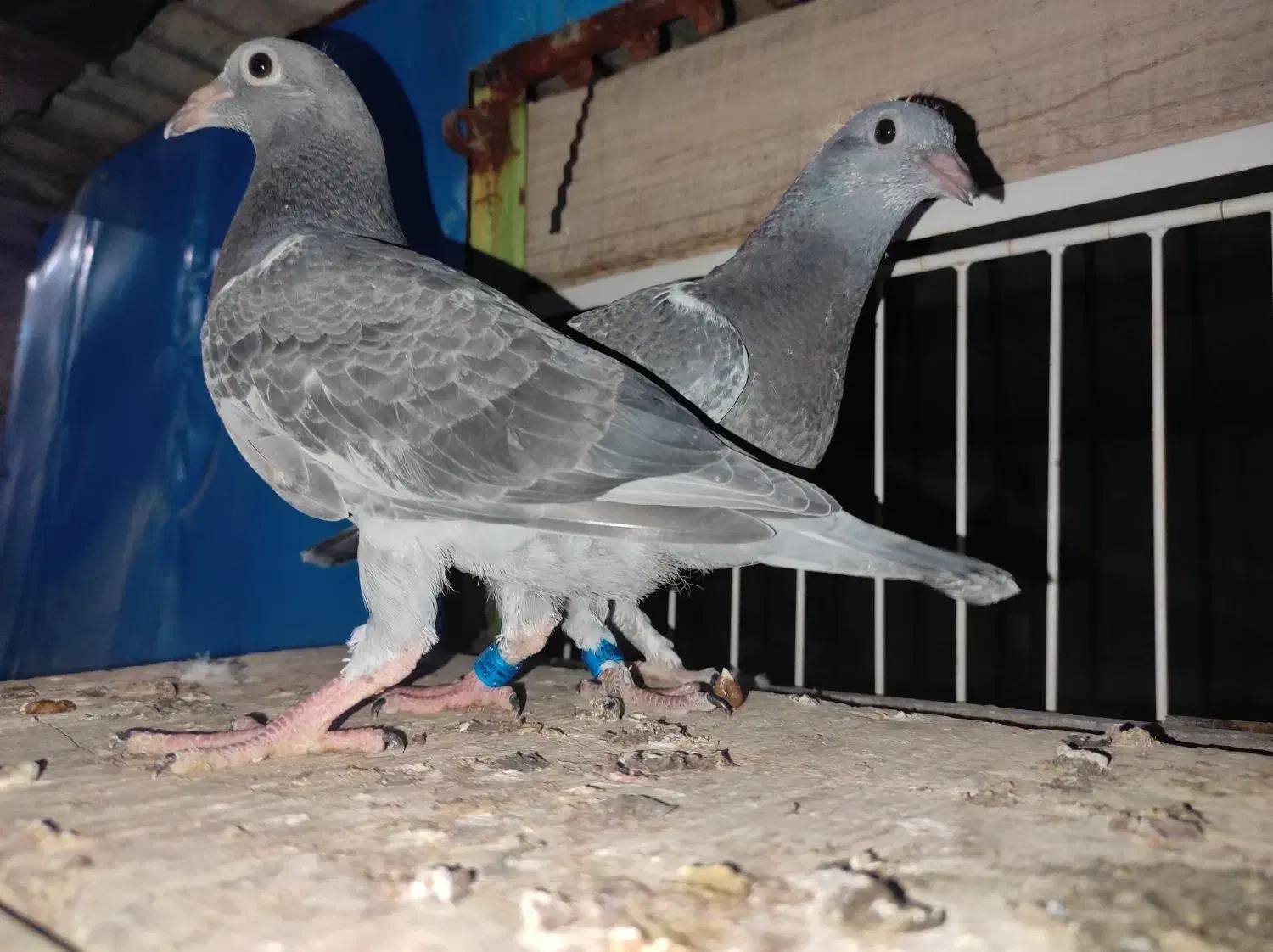 جوجه کبوتر مسافتی|پرنده|آبپخش, |دیوار