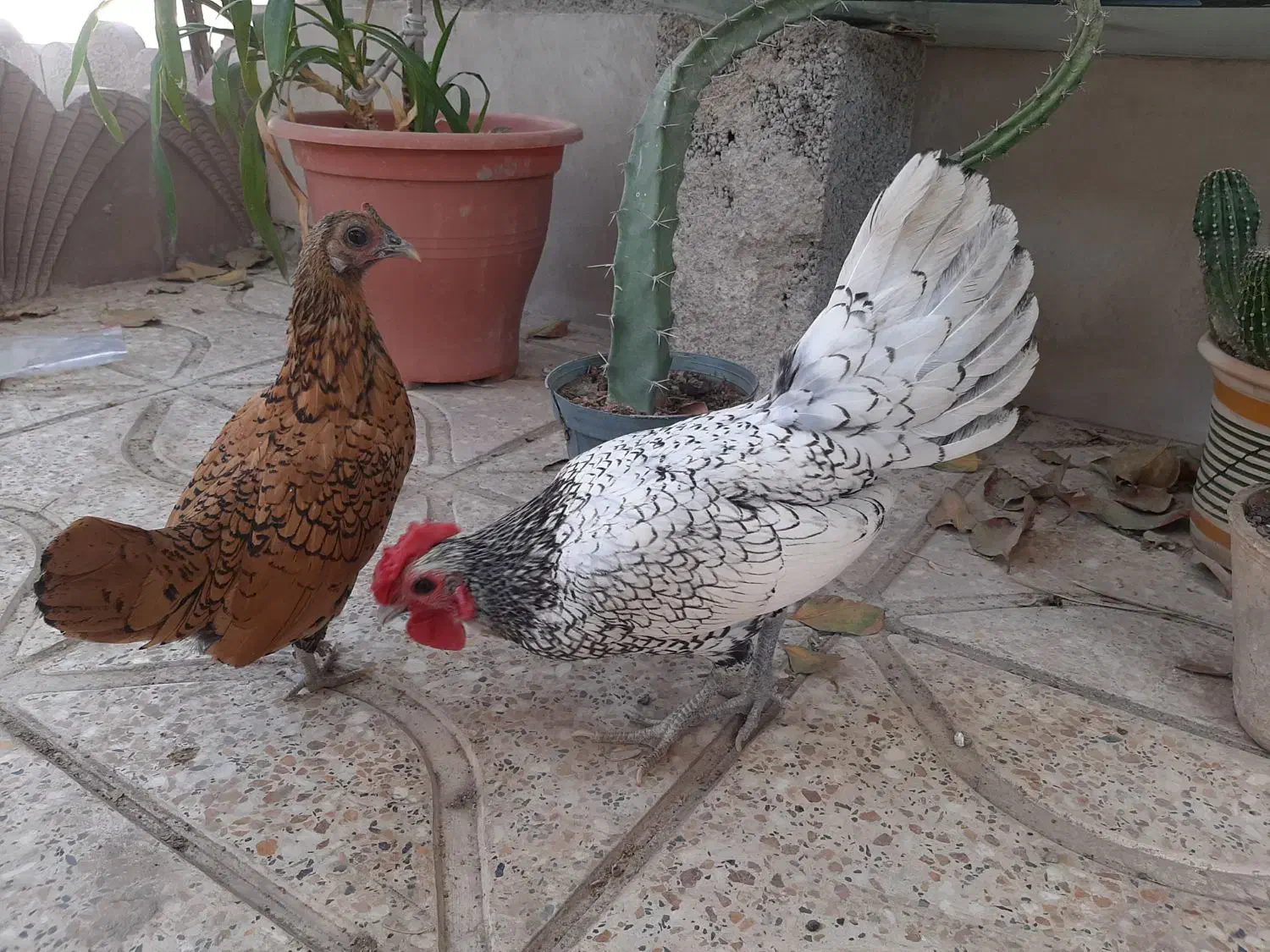 مرغ و خروس سبرایت|حیوانات مزرعه|شاهدشهر, |دیوار