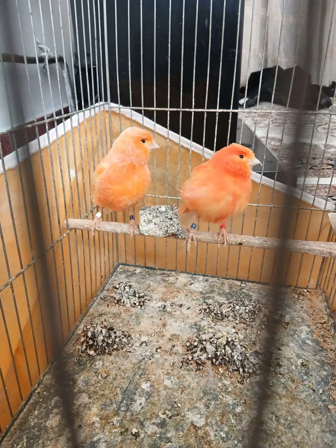 قناری|پرنده|نقده, |دیوار