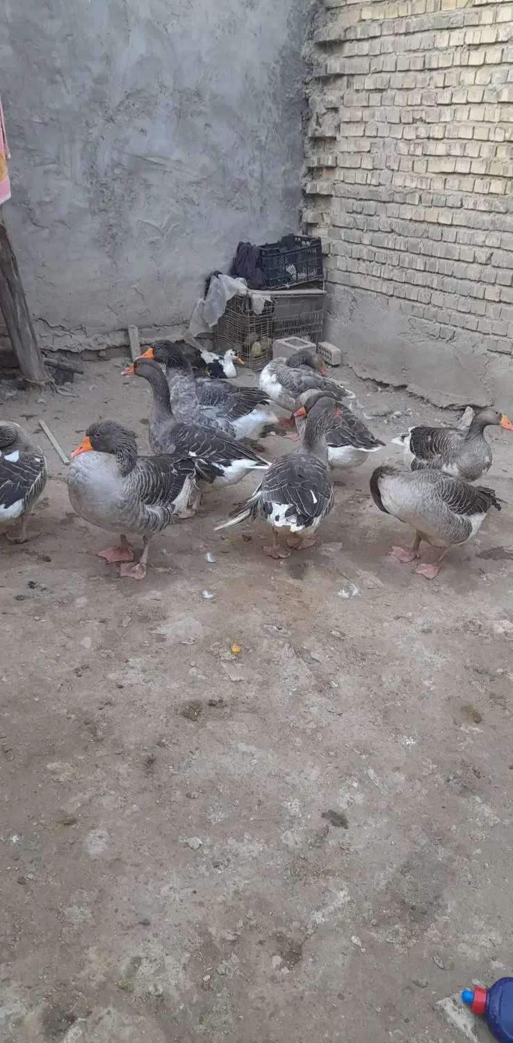 ۹عدد غاز سالم وتخم گذار|حیوانات مزرعه|سوسنگرد, |دیوار