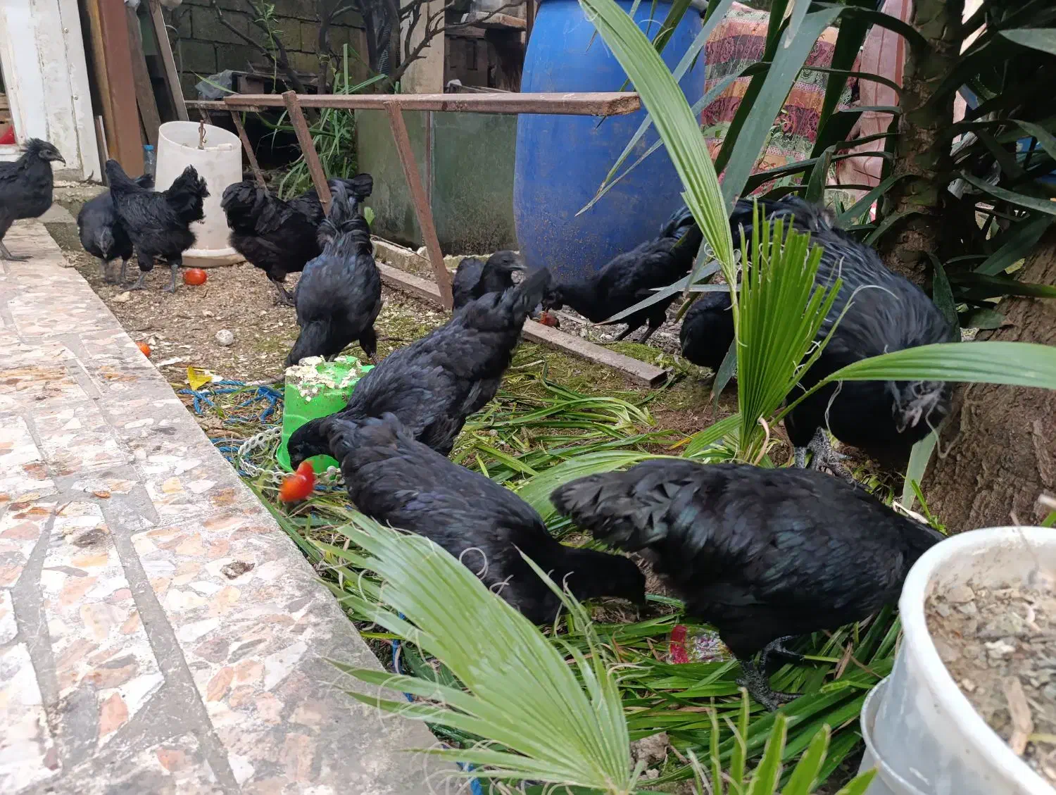 ایام سمانی|حیوانات مزرعه|کتالم و سادات شهر, |دیوار