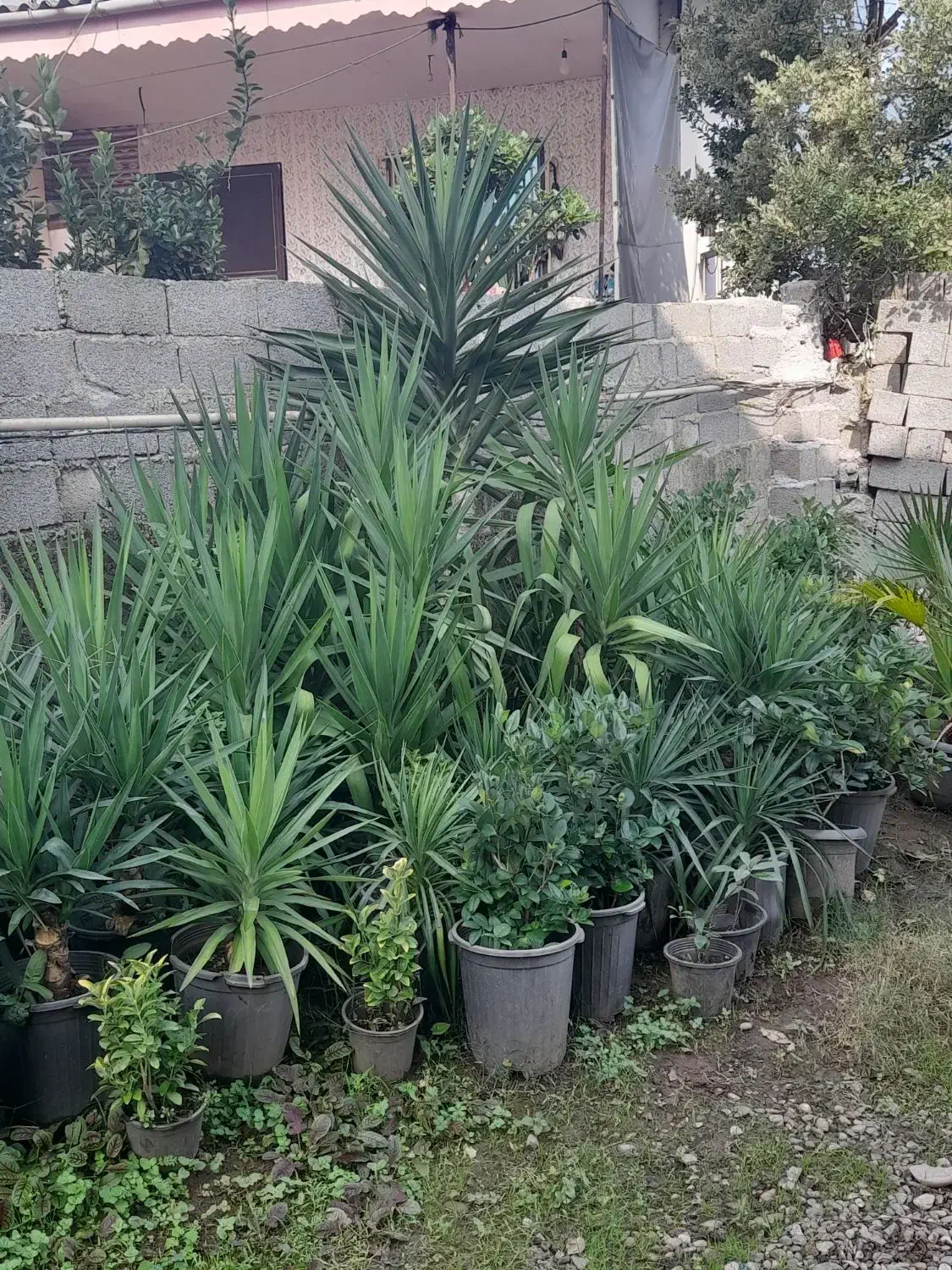 فروش انواع گل لوکس|گل و گیاه طبیعی|رحیمآباد, |دیوار