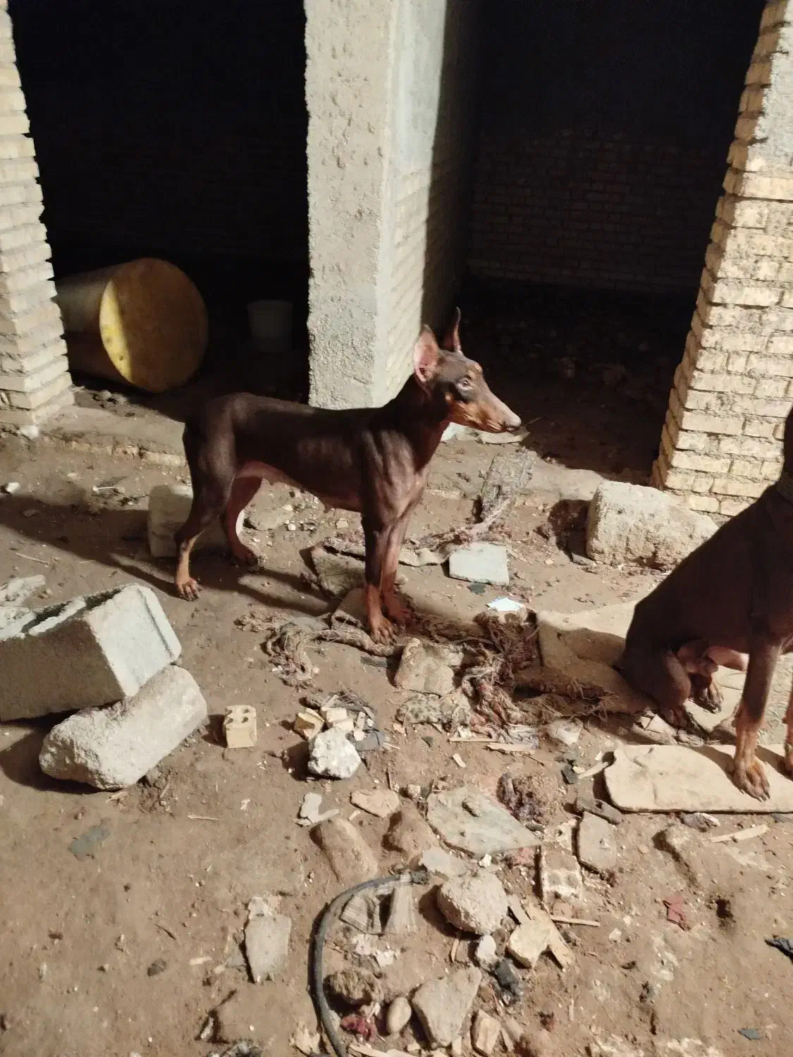 سگ دوبرمن|سگ|خرمشهر, |دیوار