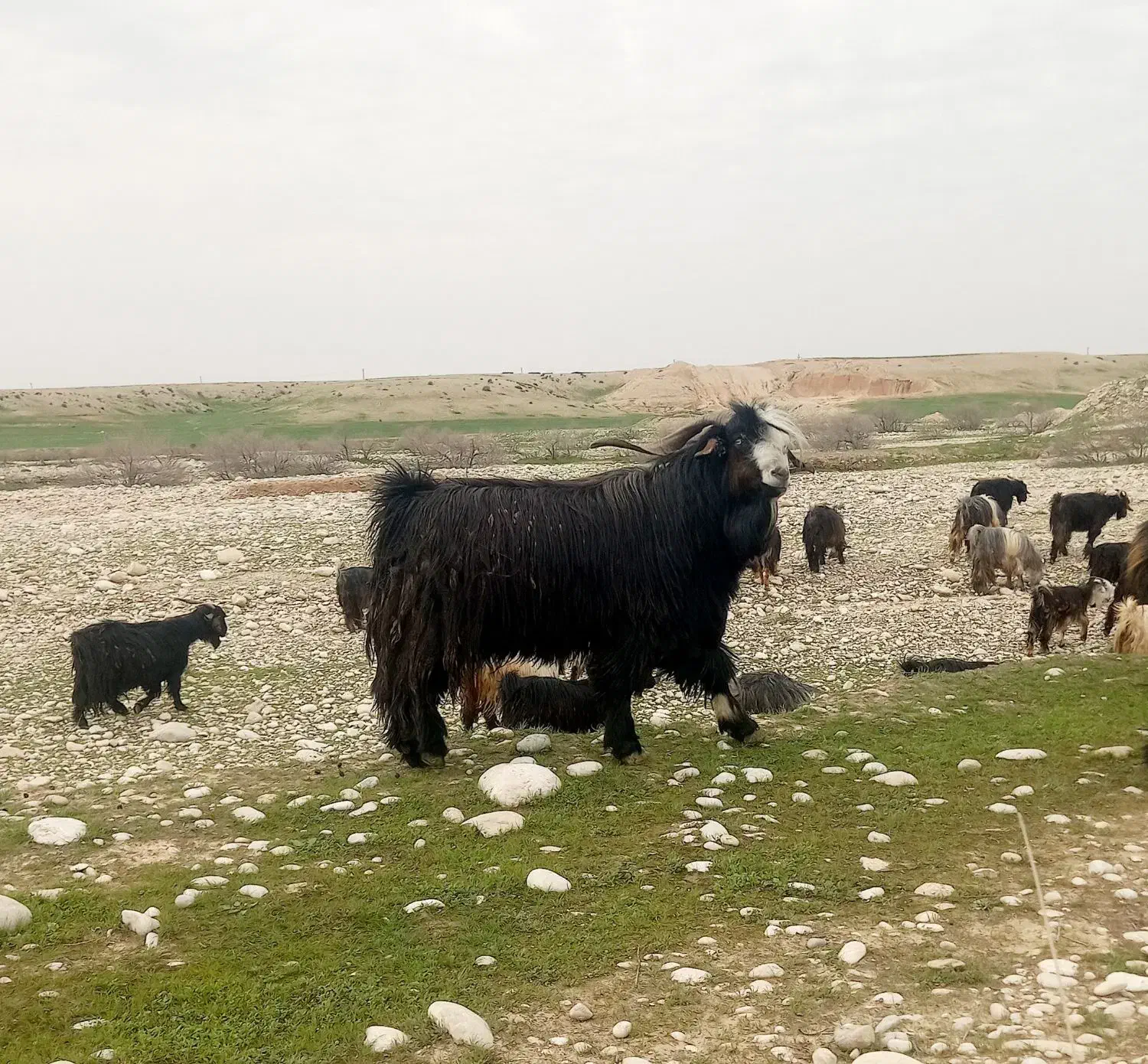 فروش بز|حیوانات مزرعه|بهبهان, |دیوار