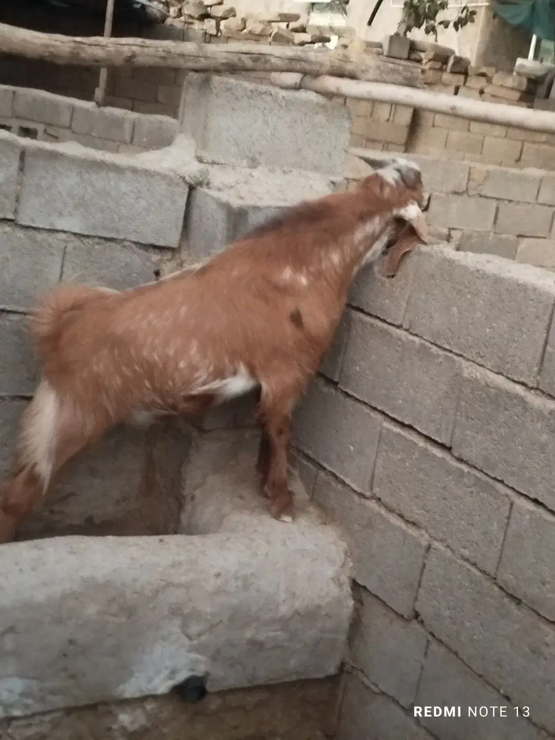 کهره نر  نژادی|حیوانات مزرعه|سر آسیاب یوسفی, |دیوار