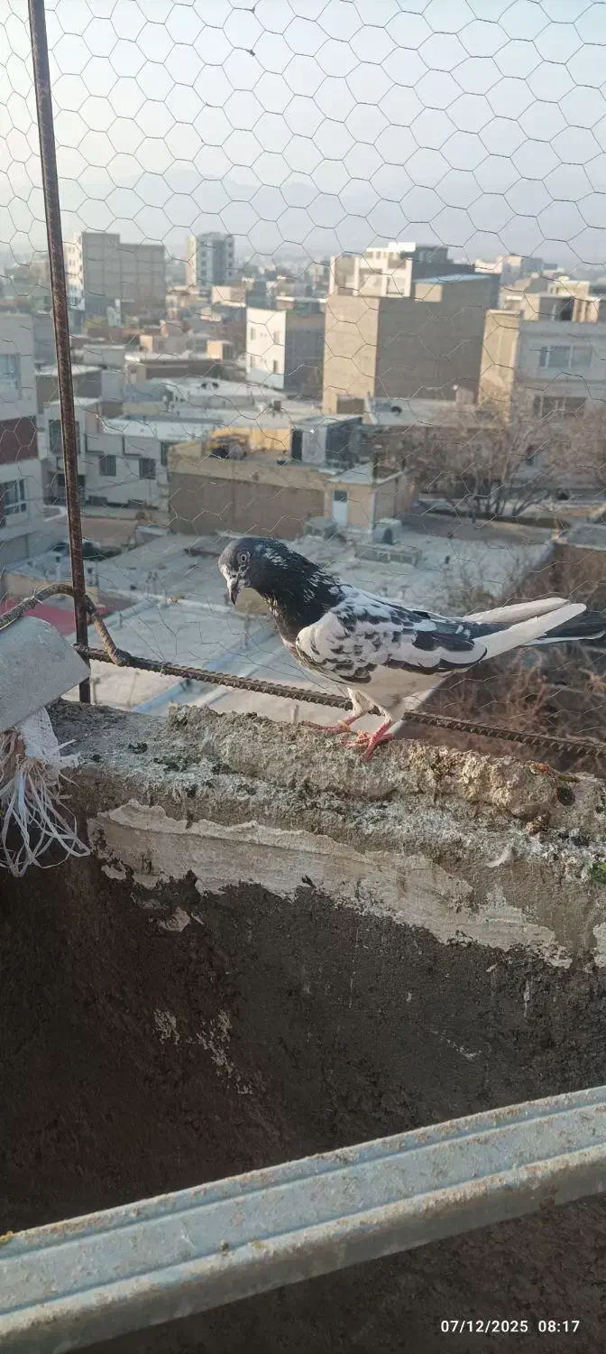 کبوتر پرشی|پرنده|ابهر, |دیوار