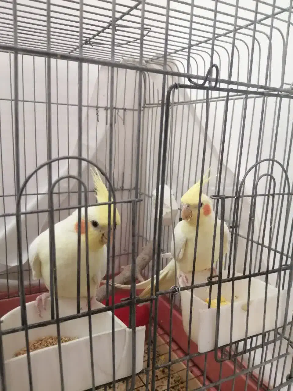 عروس هلندی لوتینو|پرنده|قم, انصارالحسین|دیوار