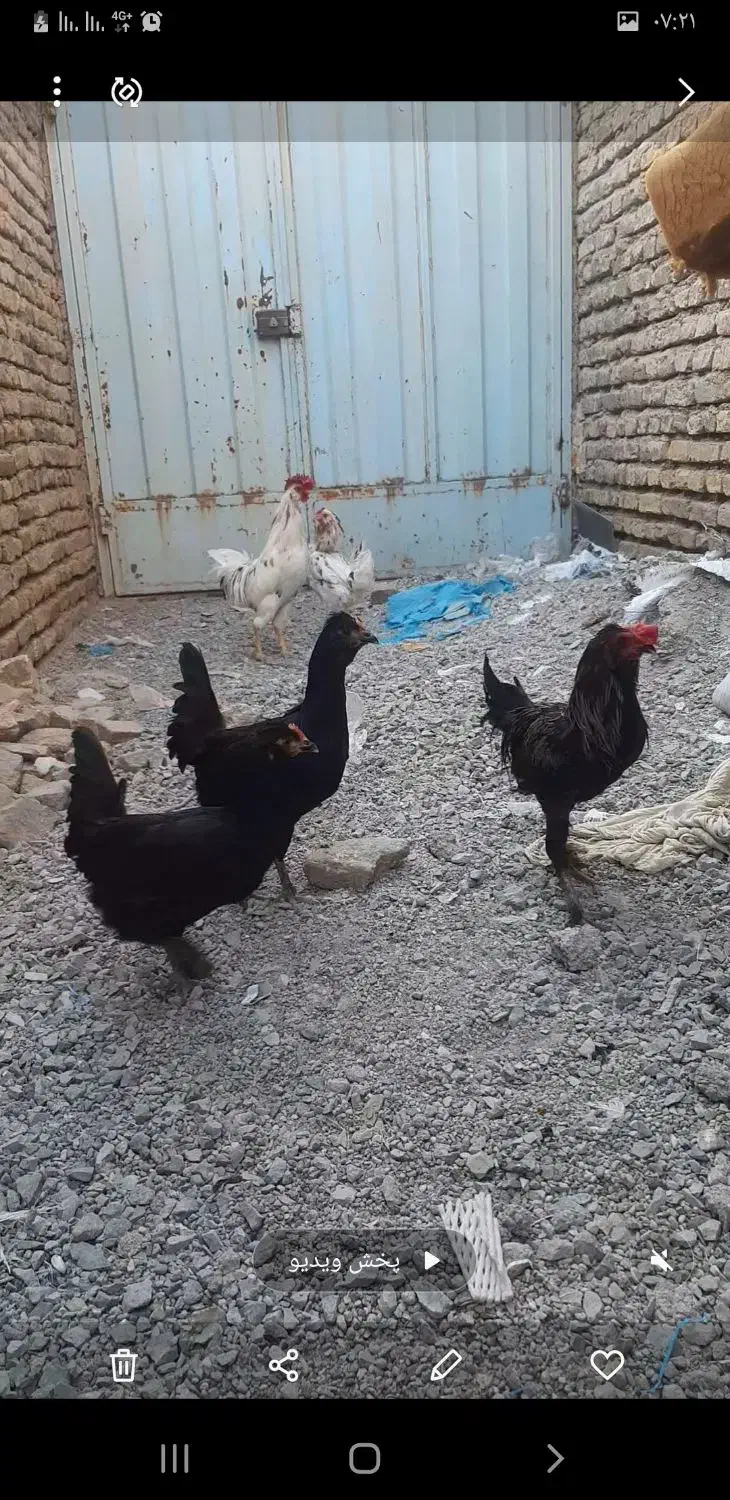 مرغ وخروس گلین ۲۵تا|حیوانات مزرعه|فلاورجان, |دیوار