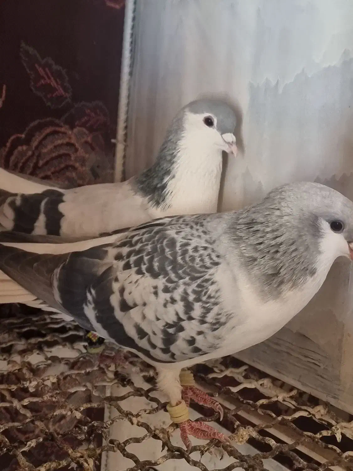 ساده سبز مگسی|پرنده|تربت‌حیدریه, نواب صفوی|دیوار