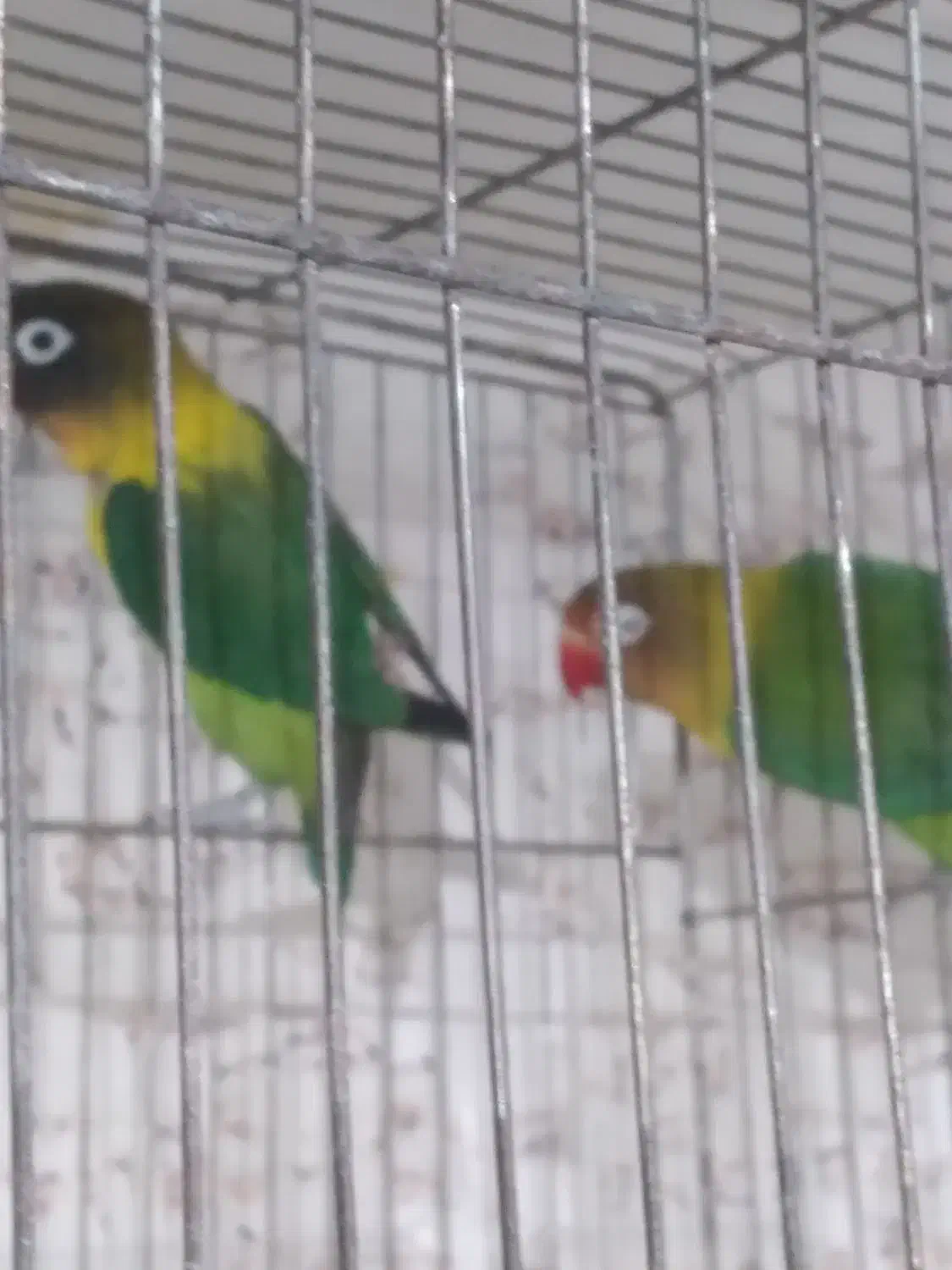 فروش قناری سرخ|پرنده|صدرا-فارس, فاز ۱|دیوار