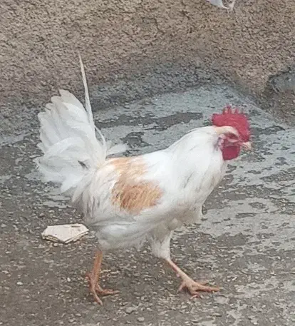 خروس محلی|حیوانات مزرعه|دهگلان, |دیوار