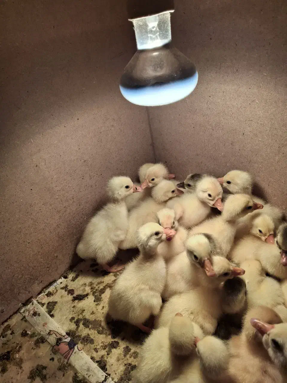 لامپ حرارتی(گرمایشی)100وات رشته ای پرورش حیوانات|لوازم جانبی حیوانات|رشت, استقامت ۲|دیوار