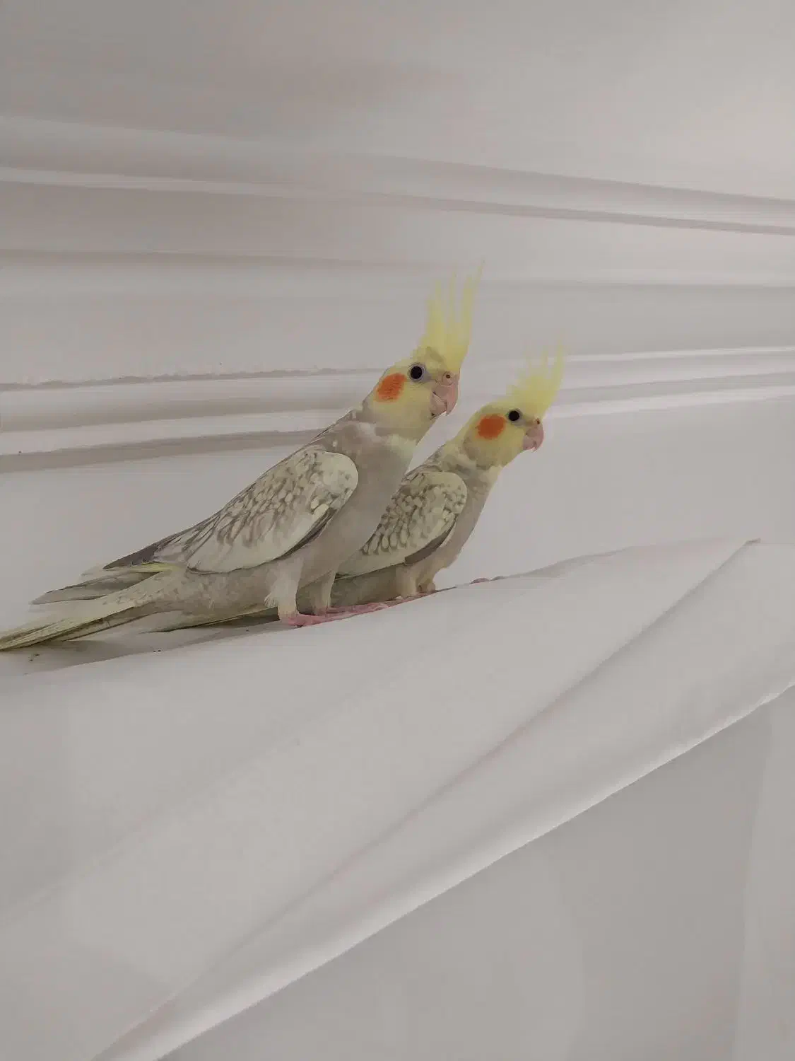 عروس هلندی|پرنده|رشت, باهنر|دیوار