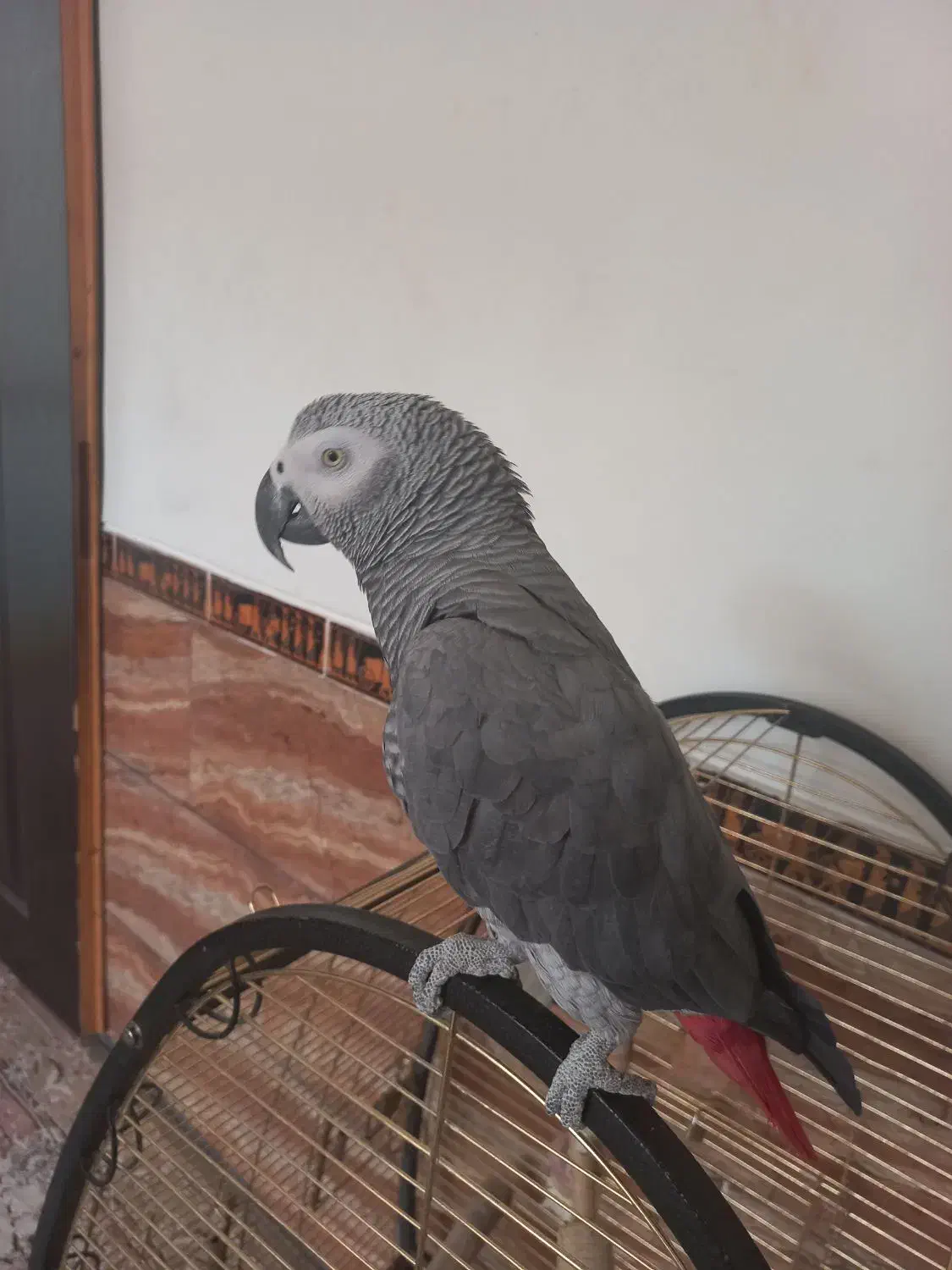 کاسکو باهوش و زیبا|پرنده|شیراز, پودنک|دیوار