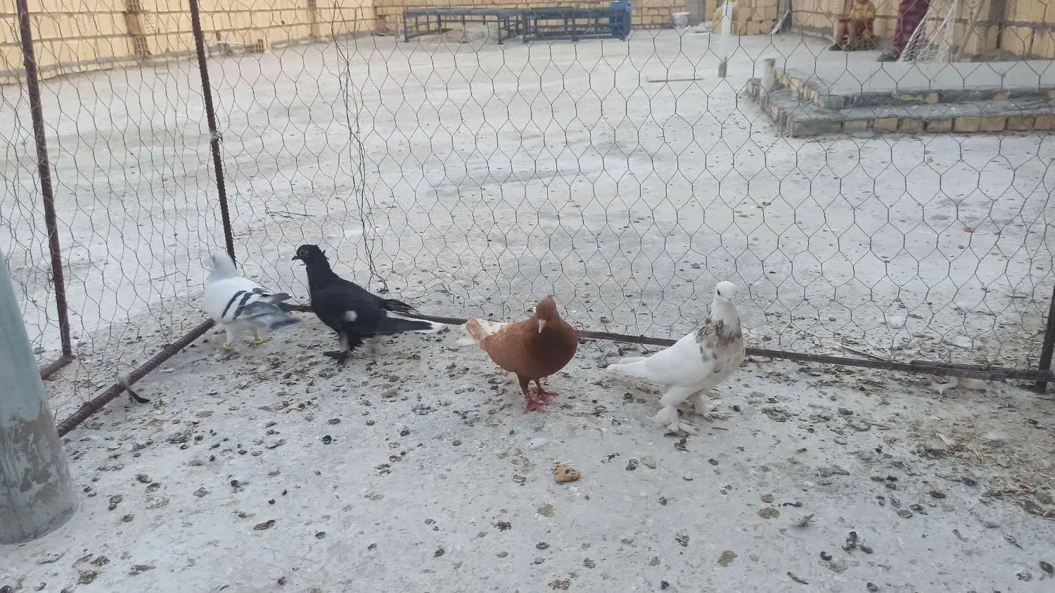 ۳۰۰۰۰۰|پرنده|بهبهان, |دیوار