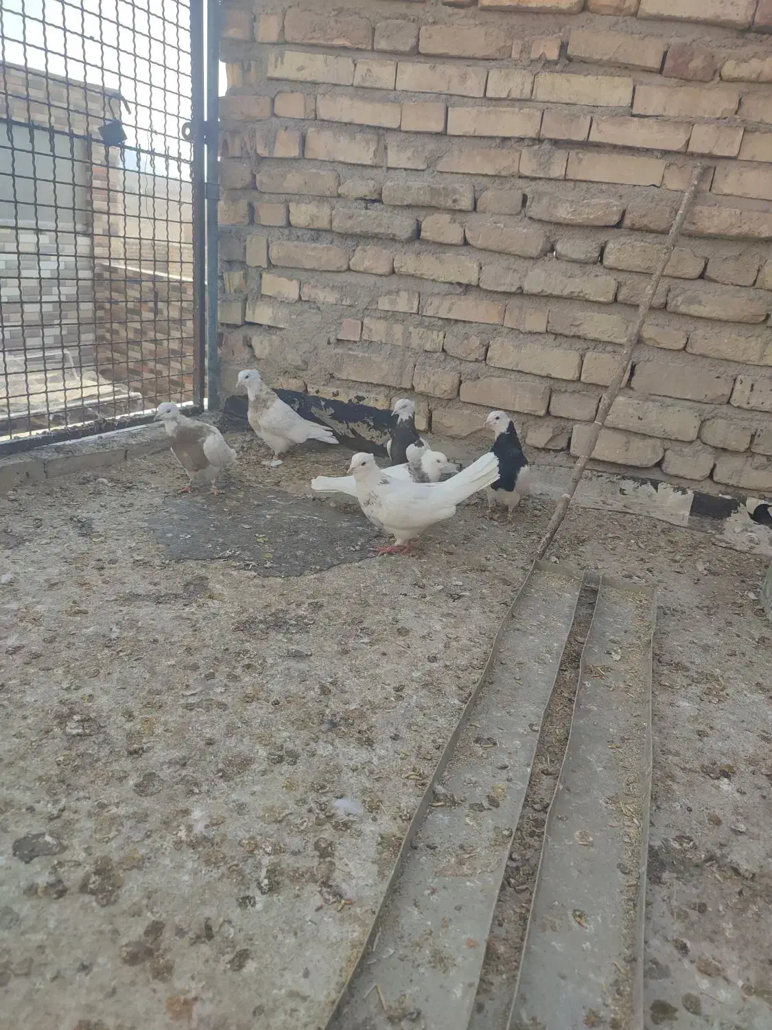 طوقی.نقش.کبوتر.کفتر|پرنده|دهاقان, |دیوار