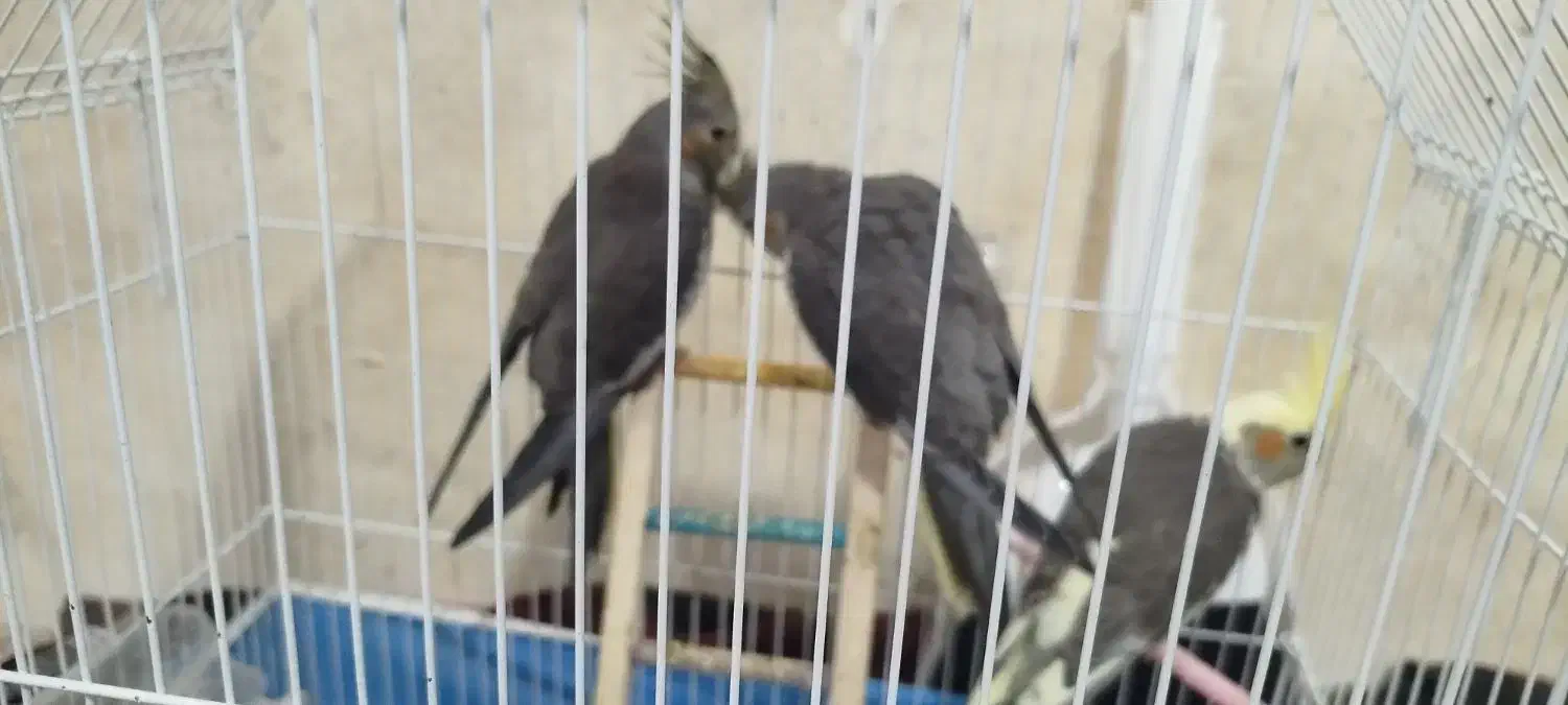 عروس هلندی|پرنده|لاهیجان, لیالستان|دیوار