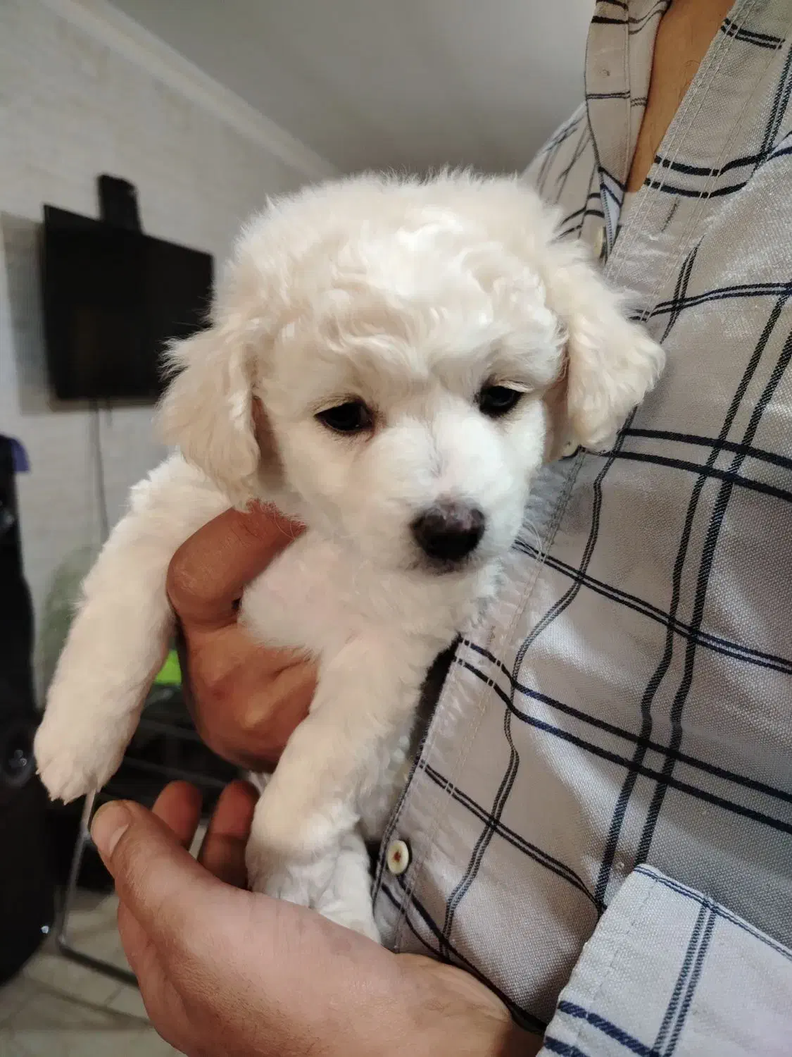 پودل|سگ|کرج, حیدرآباد|دیوار