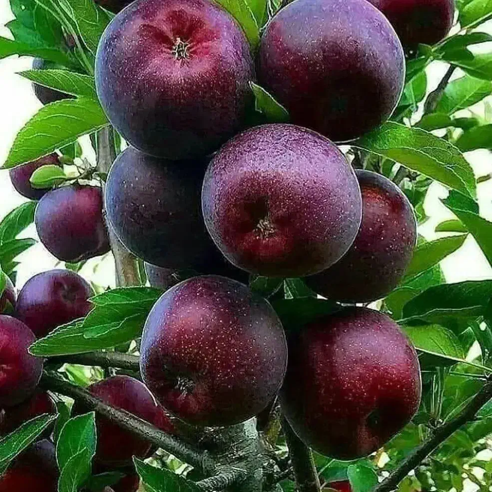 فروش نهال از خود خزانه بدون واسطه|خدمات باغبانی و درختکاری|زنجان, |دیوار