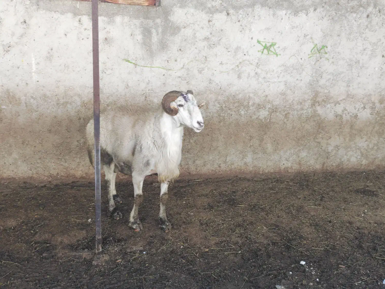 قوچ دورگ کوهی|حیوانات مزرعه|سیسخت, |دیوار