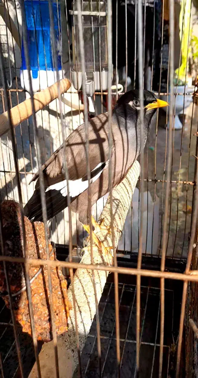 مرغ مینای زیبا|پرنده|برازجان, |دیوار