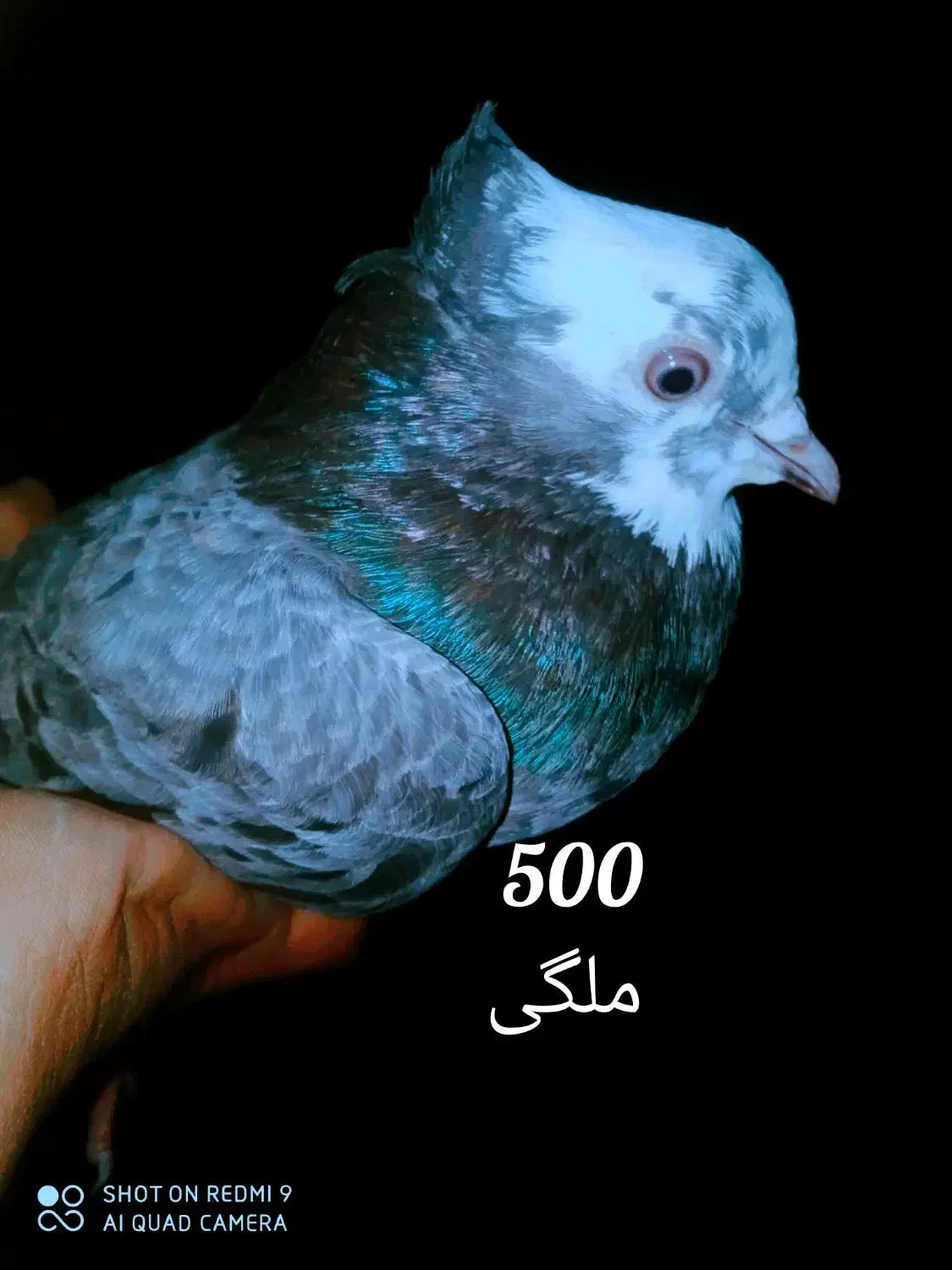 کبوتر ملقی|پرنده|سراوان, |دیوار